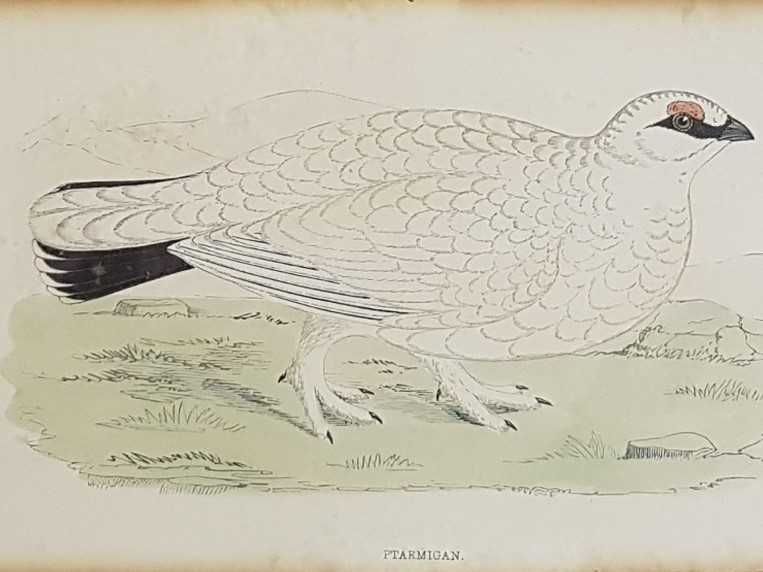 Set of Six Bird Plates