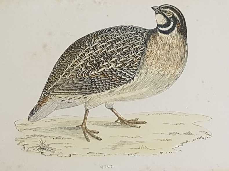 Set of Six Bird Plates