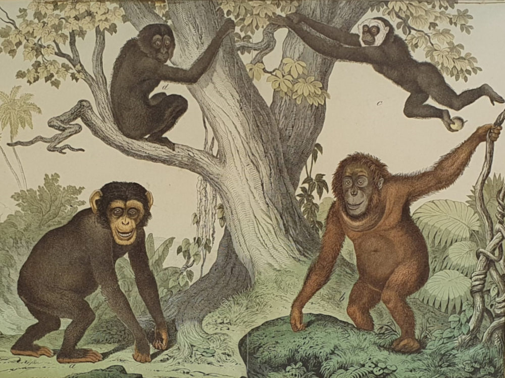 Set of Three antique 19th century Monkey and Ape framed Prints