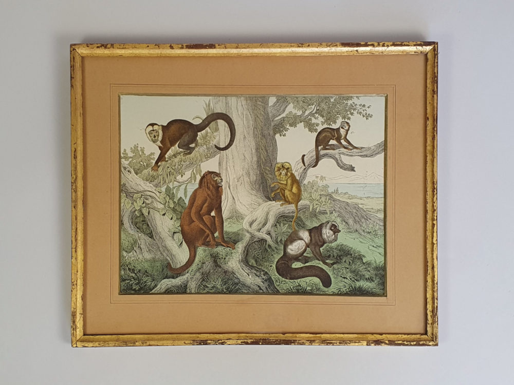 Set of Three antique 19th century Monkey and Ape framed Prints