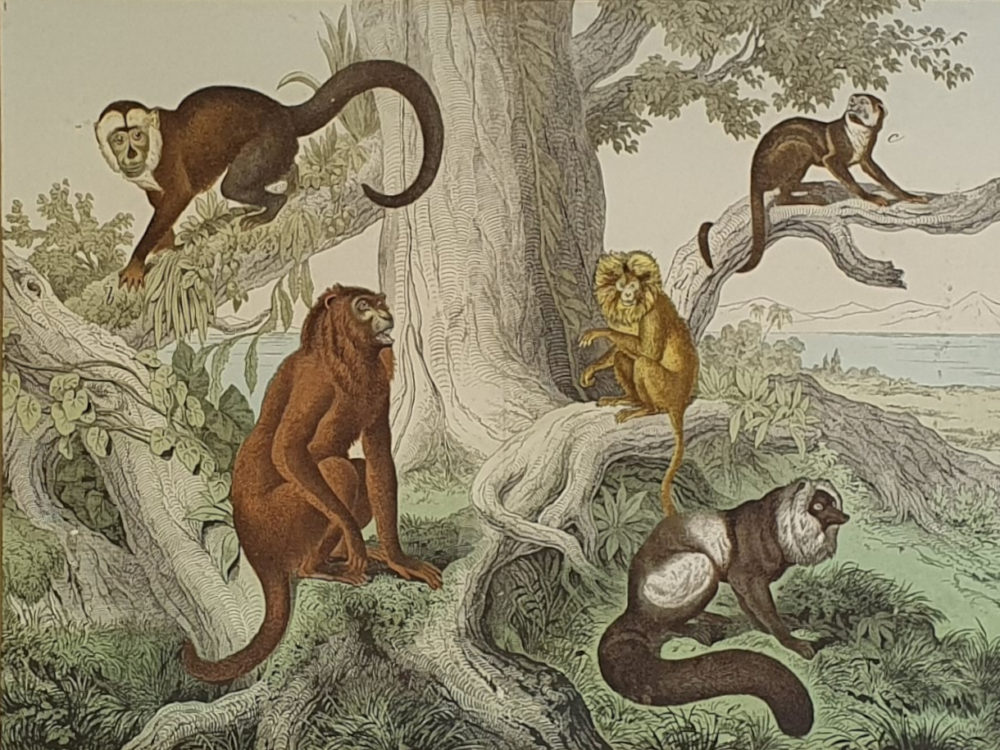 Set of Three antique 19th century Monkey and Ape framed Prints