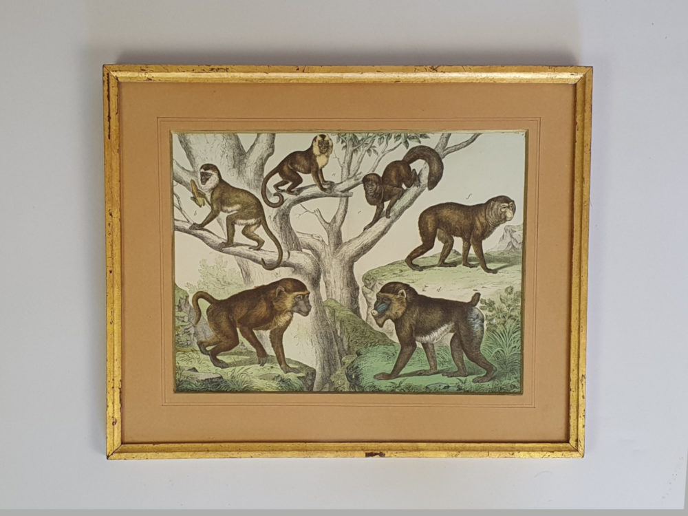 Set of Three antique 19th century Monkey and Ape framed Prints