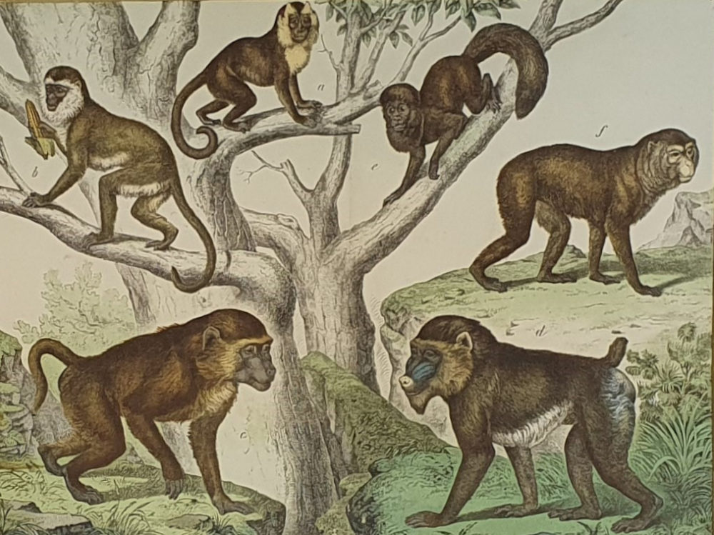 Set of Three antique 19th century Monkey and Ape framed Prints